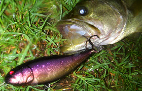 BRIGHT'N LURES MadGambler