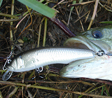 BRIGHT'N LURES NakedSpenser[lCLbhXyT[]