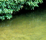 BRIGHT'N LURES Shinogi -M-mVmMn